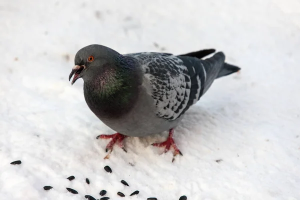 Pigeon eating sunflower seeds — Stock Photo, Image