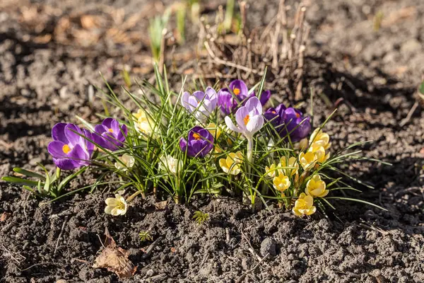 Kwitnienia krokusy na wiosnę — Zdjęcie stockowe