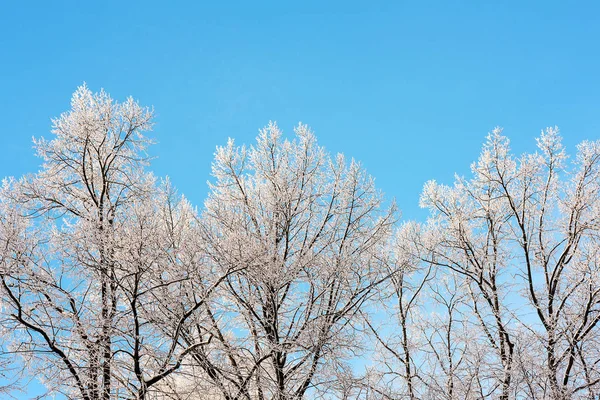 Zimní stromy na sněhu — Stock fotografie