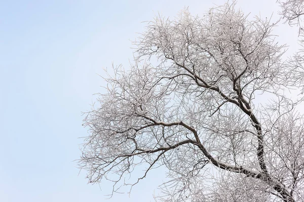 Деревья в морозе и снегу — стоковое фото