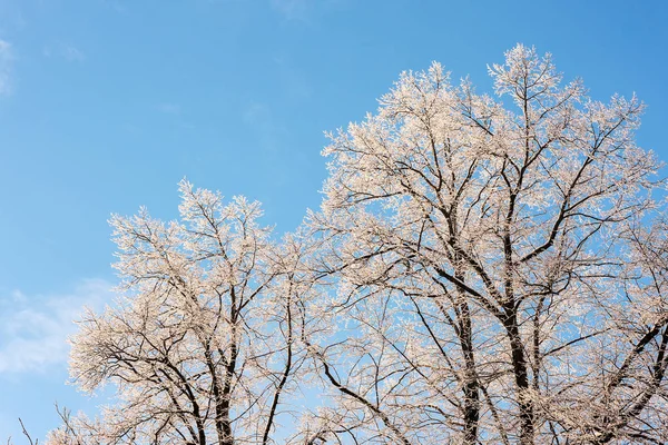 Zimní stromy na sněhu — Stock fotografie