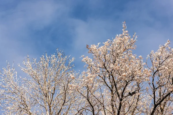 Winterbaumzweige — Stockfoto