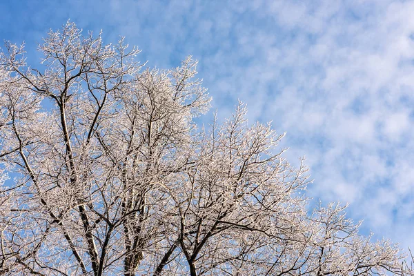 Zimowe drzewa pod błękitnym niebem — Zdjęcie stockowe