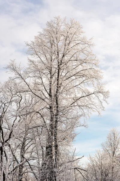 Alberi invernali in una giornata fredda — Foto Stock