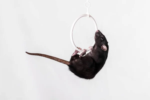 Rato no anel — Fotografia de Stock