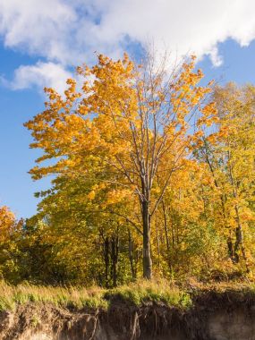 Sonbahar güneşli manzara