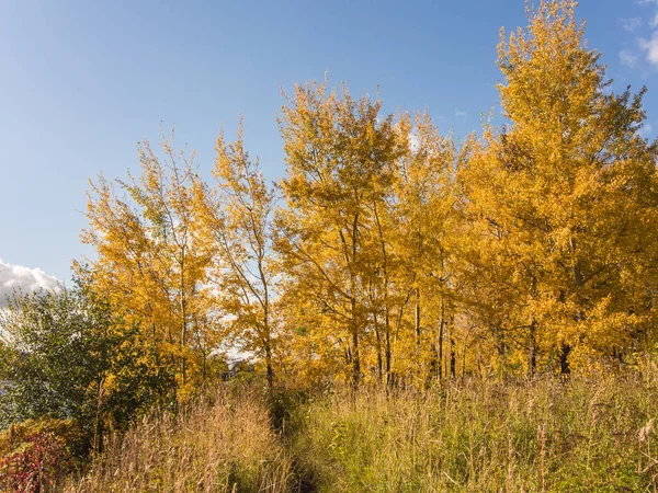 Aspen en otoño —  Fotos de Stock