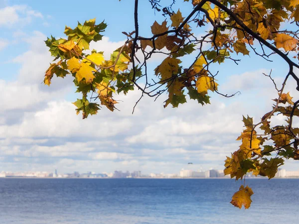 Осенняя ветвь клена — стоковое фото