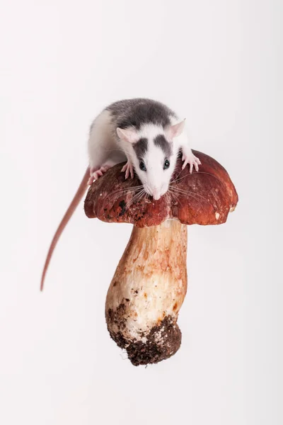 Rat domestique curieux — Photo