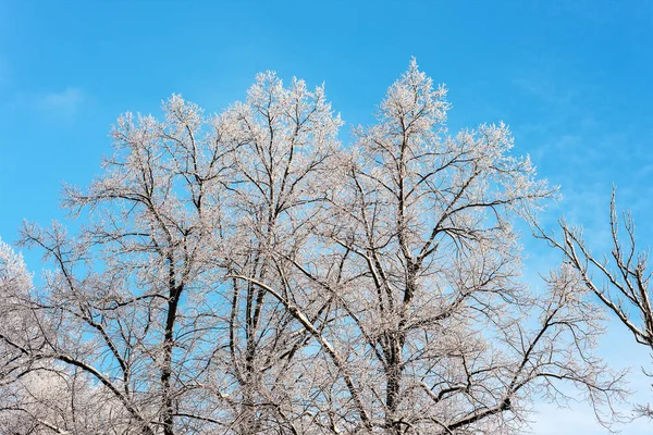 前景中的冬天的树木 — 图库照片