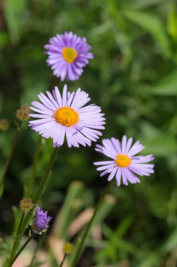 Yaz aylarında Menekşe aster