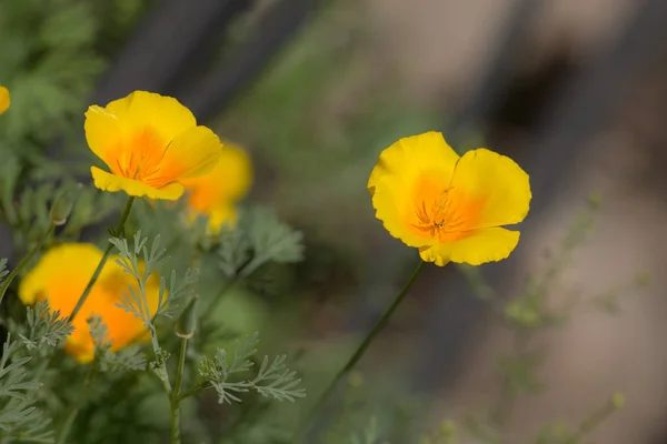 Summer yellow flowers — Stock Photo, Image