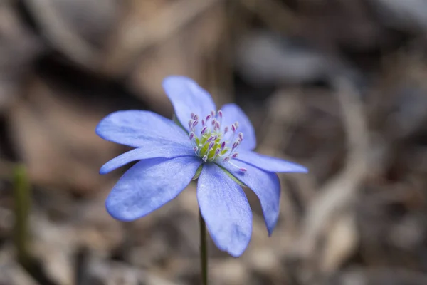 Μπλε άνοιξη λουλούδι κινηματογράφηση σε πρώτο πλάνο — Φωτογραφία Αρχείου
