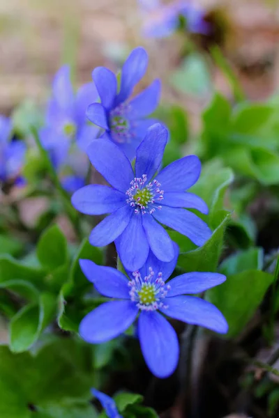 활짝 핀 푸른 꽃들 — 스톡 사진