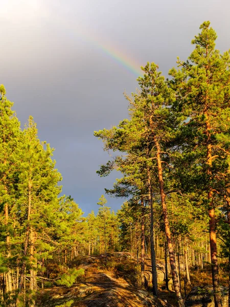 Regenboog in het bos — Stockfoto