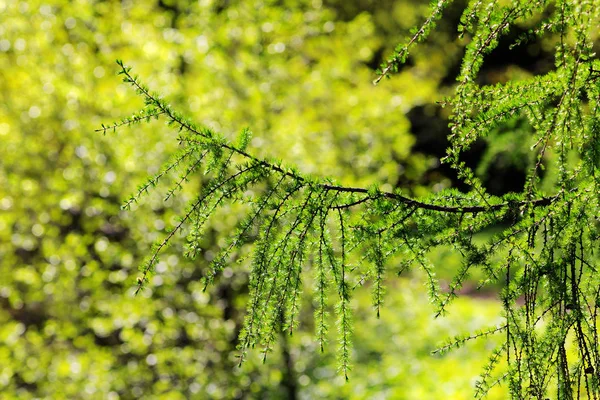 Ramos de larício na primavera — Fotografia de Stock