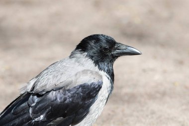 Gri bir karga portresi