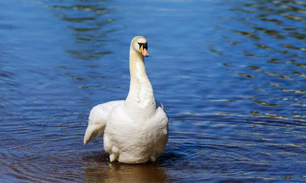 Portrait of a swan — Stock Photo, Image