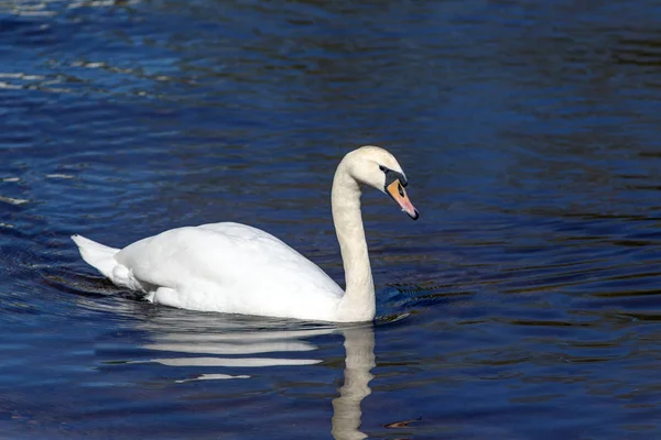 Portrait of a white swan — Stock Photo, Image