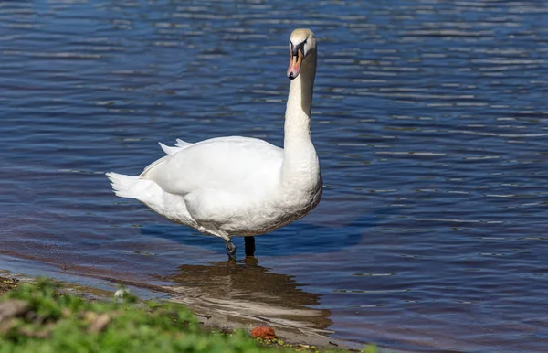 Cisne cerca de la orilla — Foto de Stock