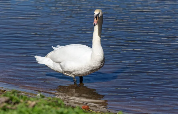 Cigno vicino alla riva — Foto Stock