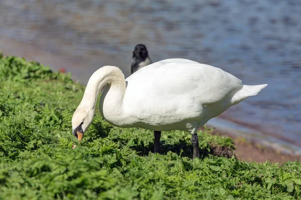 Cygne mange de l'herbe — Photo