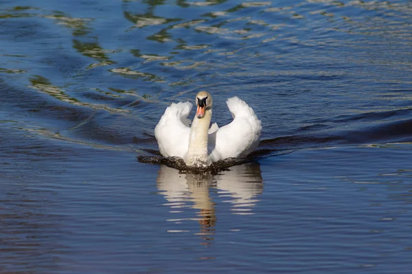 Swan in the blue water — Stock Photo, Image