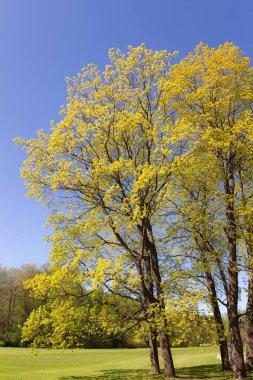 çiçek açması maples ile manzara