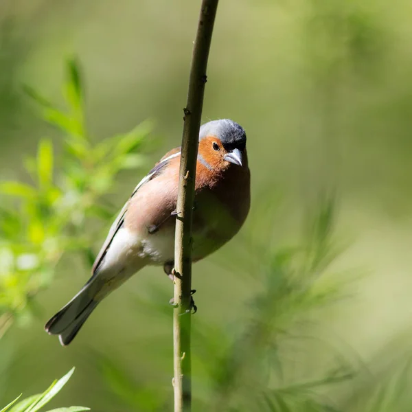 Chaffinch on the branch in spring — стоковое фото