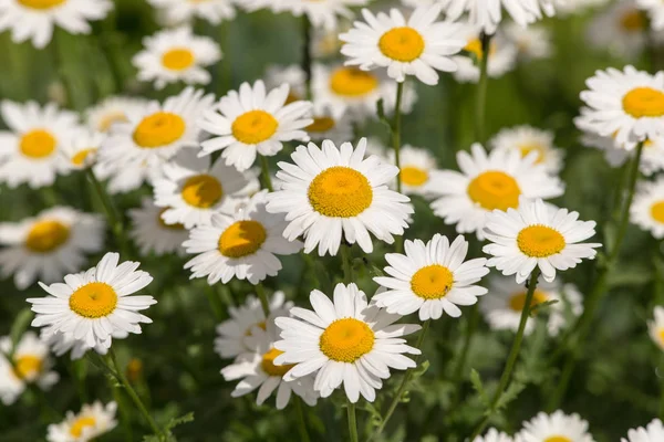 Marguerites par une journée ensoleillée d'été — Photo