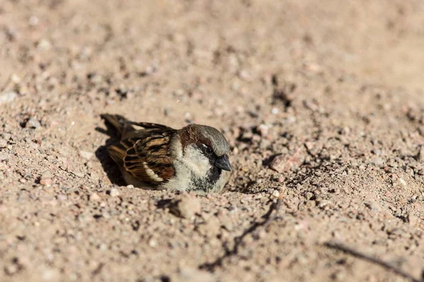 Sperling in der Grube — Stockfoto