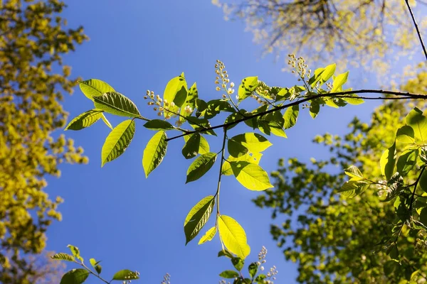 Ramo de cereja de pássaro florescente — Fotografia de Stock