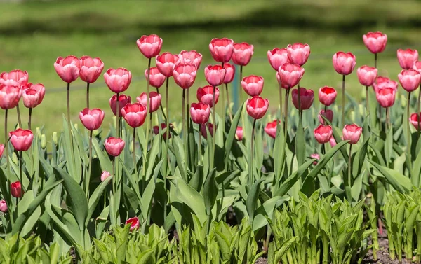 blooming red and pink tulips