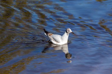 martı ve onun yansıması