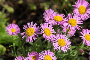 Yaz aylarında mor aster