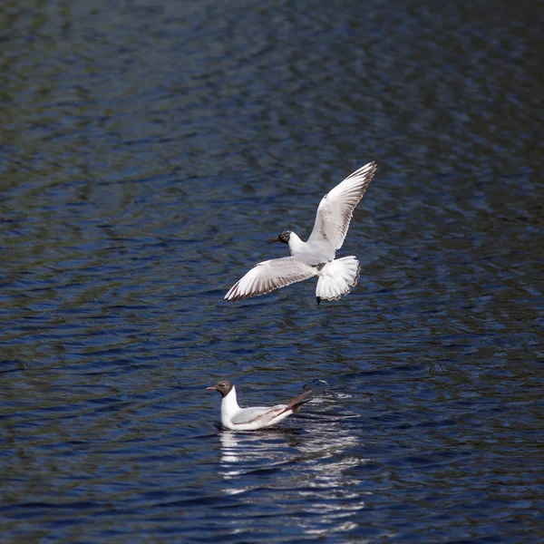 Floating and flying gull — Stock Photo, Image