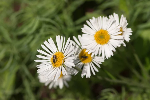 Λευκά λουλούδια το καλοκαίρι — Φωτογραφία Αρχείου