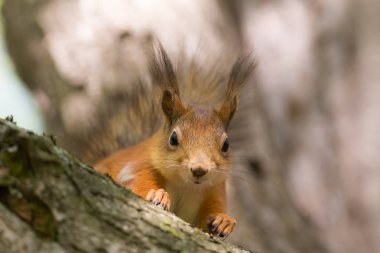 meraklı sincap portre
