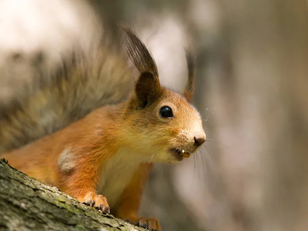Retrato de um esquilo curioso — Fotografia de Stock