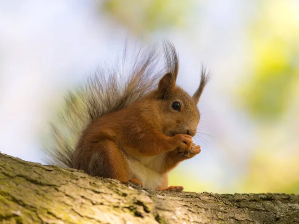 Schönes Eichhörnchen im Vordergrund — Stockfoto