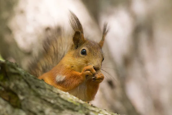 Eichhörnchen auf einem Baum Nahaufnahme — Stockfoto