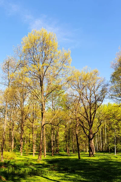 Park güneşli bahar gününde — Stok fotoğraf