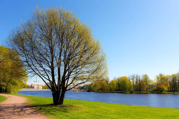Jarní strom nad řekou — Stock fotografie
