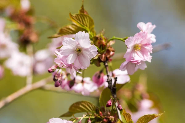 Třešňové květy v popředí — Stock fotografie