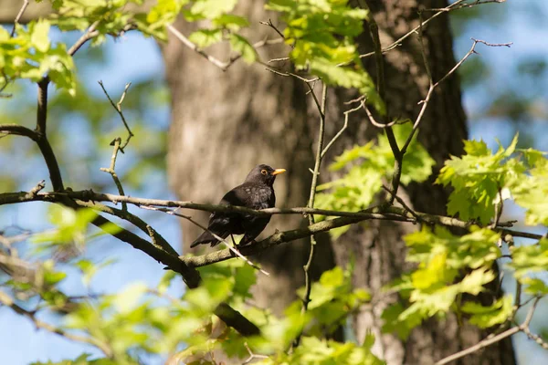 Blackbird in the spring — Stock Photo, Image