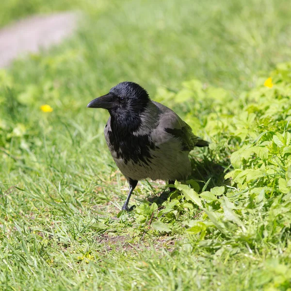 Portrait of a crow — Stock Photo, Image