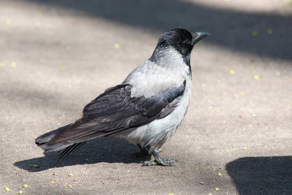 Yerdeki karga — Stok fotoğraf