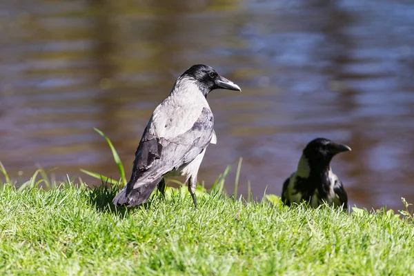 Two crows in spring — Stock Photo, Image