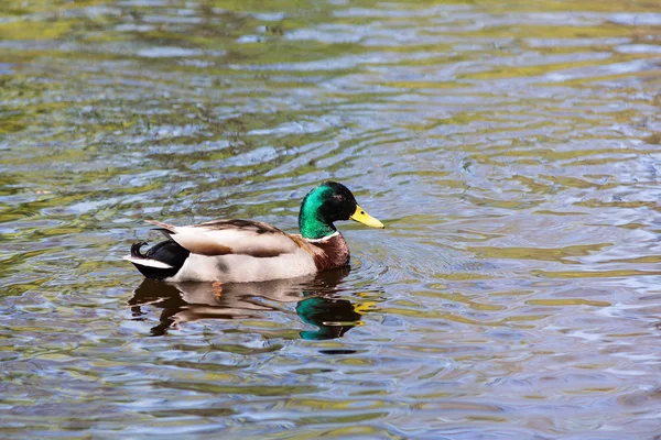 Portrait of a duck — Stock Photo, Image