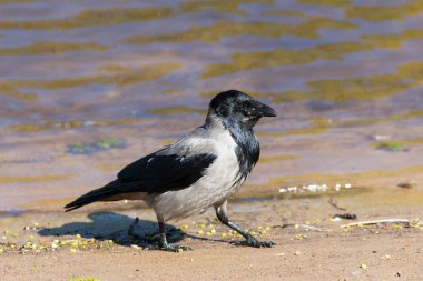 the crow walks along the sand